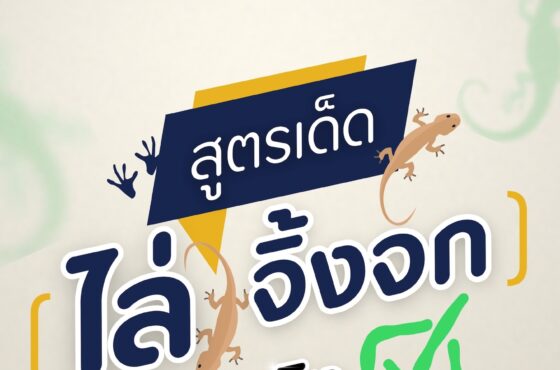 สูตรเด็ด ไล่ จิ้งจกได้ผลจริง