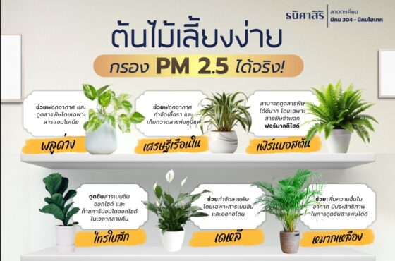 รวมต้นไม้ฟอกอากาศที่ช่วยกรองฝุ่น PM 2.5 ให้บ้านสะอาด สดชื่นเหมือนอยู่กลางธรรมชาติ