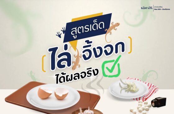 สูตรเด็ด ไล่ จิ้งจกได้ผลจริง