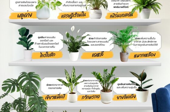 ต้นไม้เลี้ยงง่าย กรองฝุ่น PM 2.5 ได้จริง!